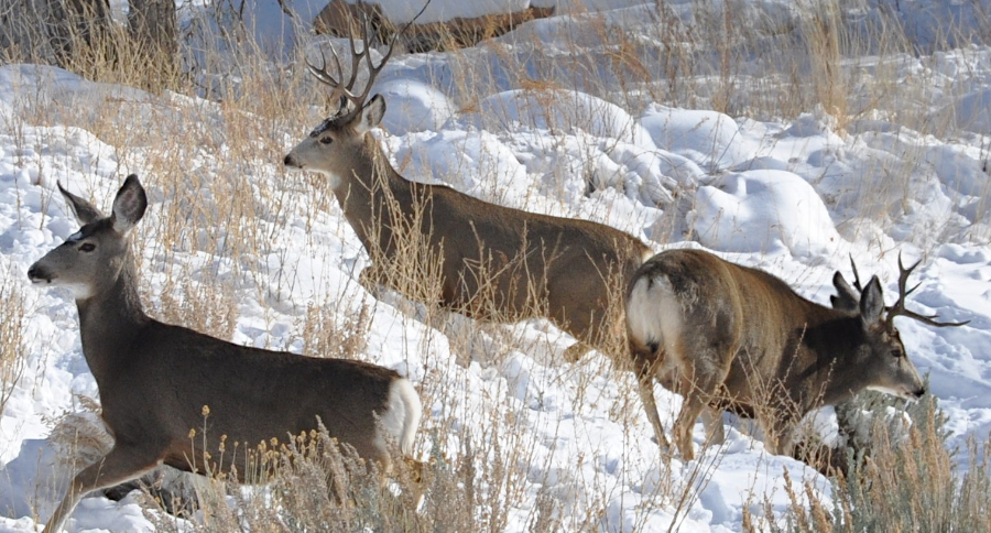 Colorado Public Hunting