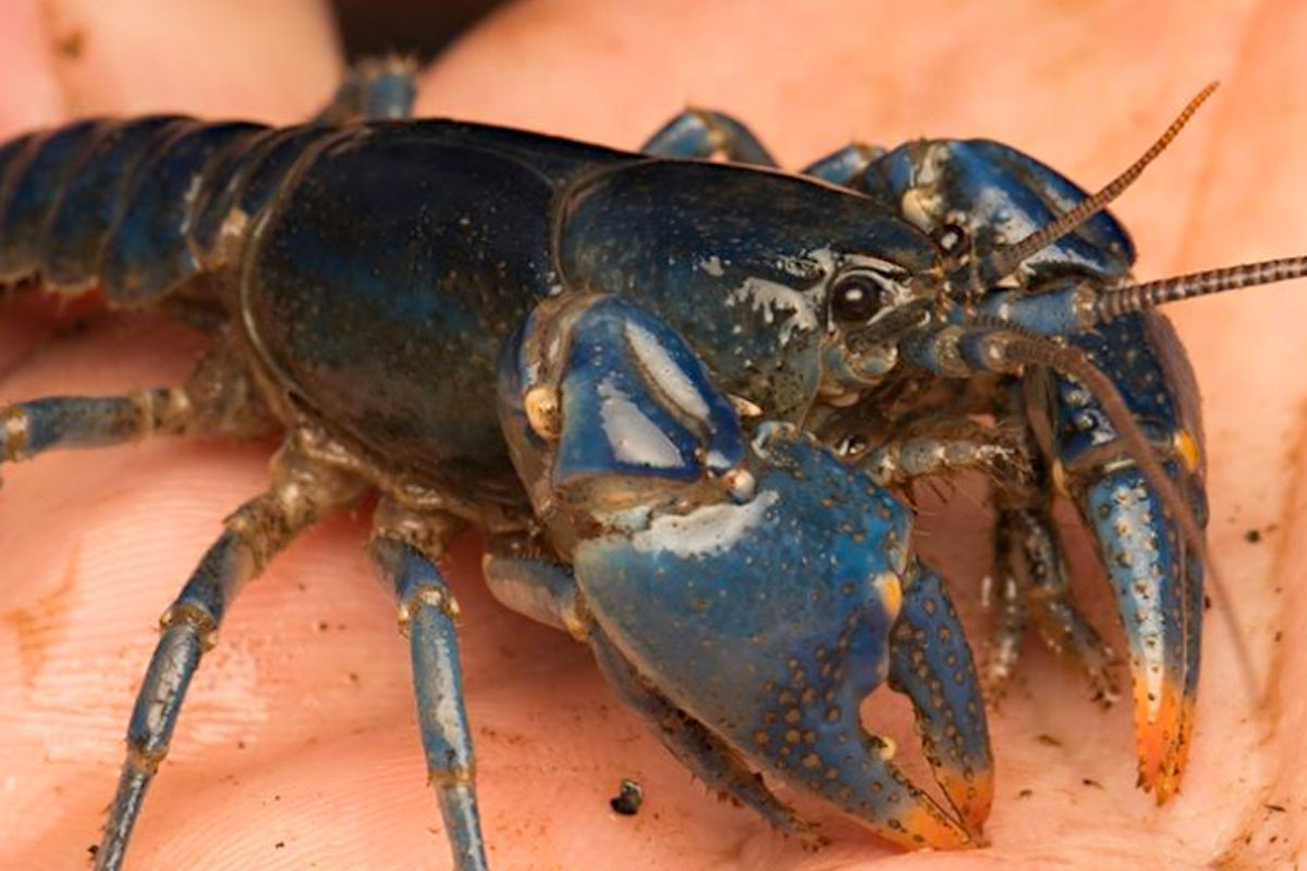 blue crawfish