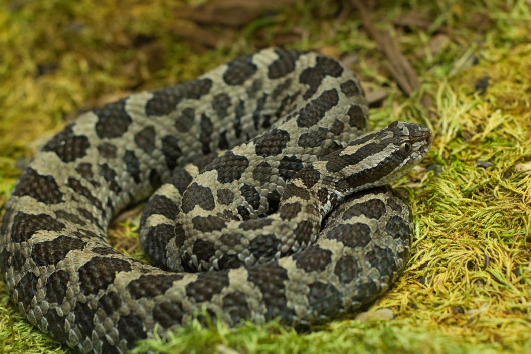 Eastern Massasauga Rattlesnake