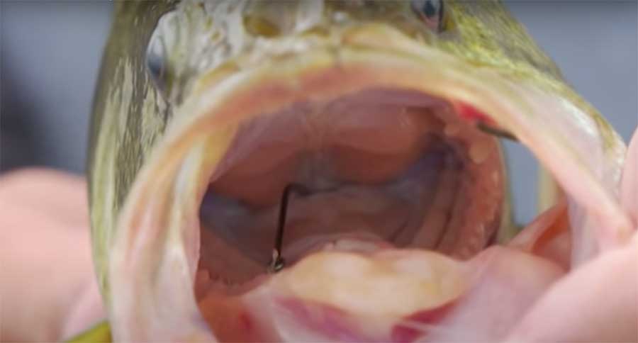 Remove Hooks from Deep-Hooked Fish With Minimal Harm 