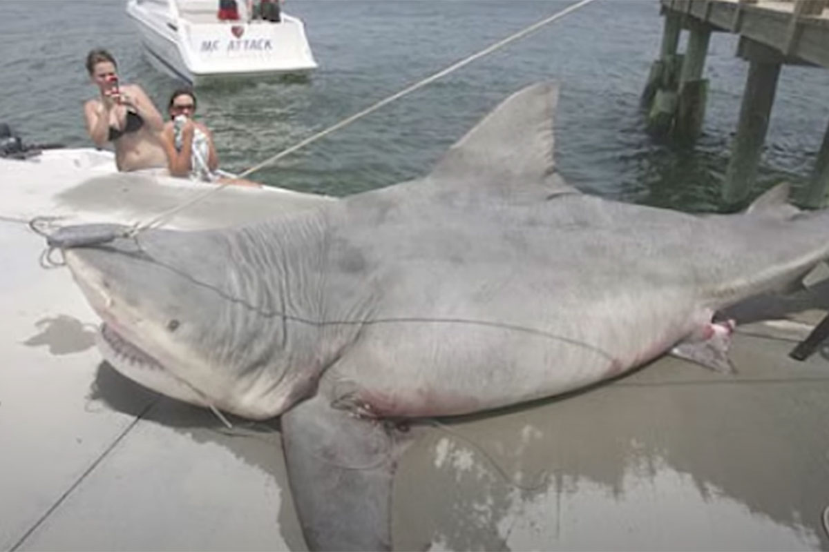 9 of the Biggest Sharks Ever Caught Wide Open Spaces