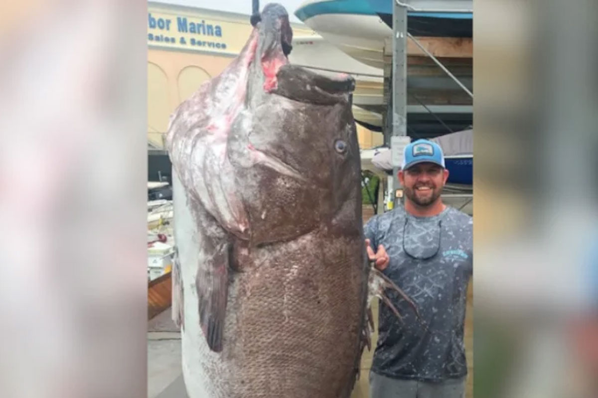grouper