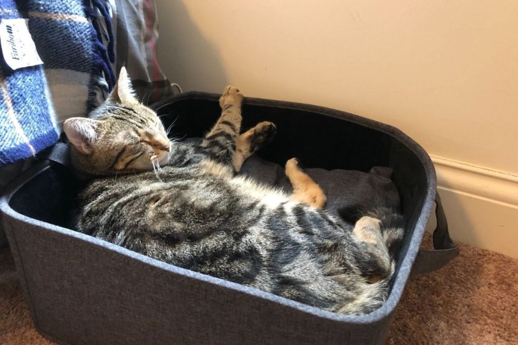 View of 5 Best Heated Cat Beds & Heating Pads of 2022 for All Cats