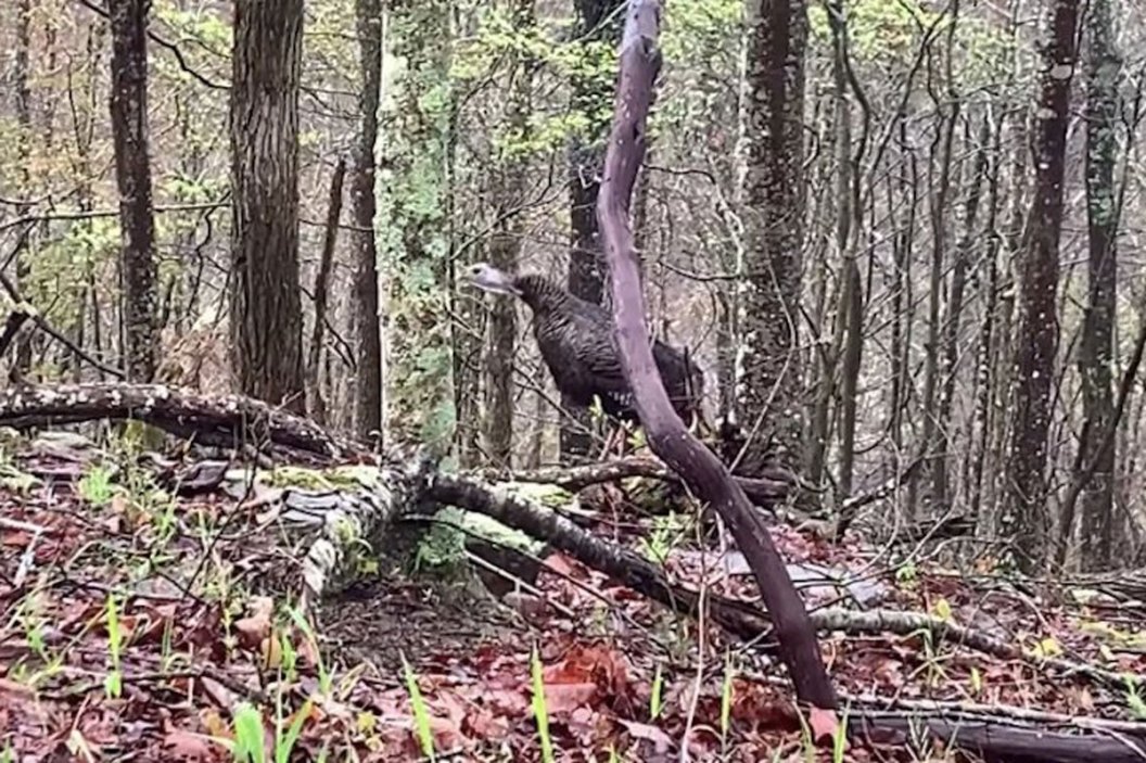 10 Turkey Hunting Myths You Shouldn't Believe