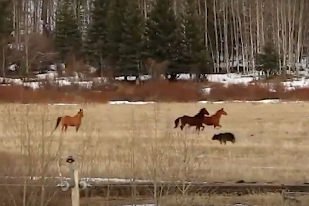 horses vs. bear