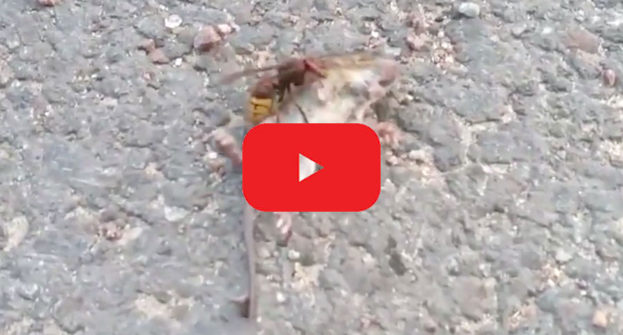 murder hornet