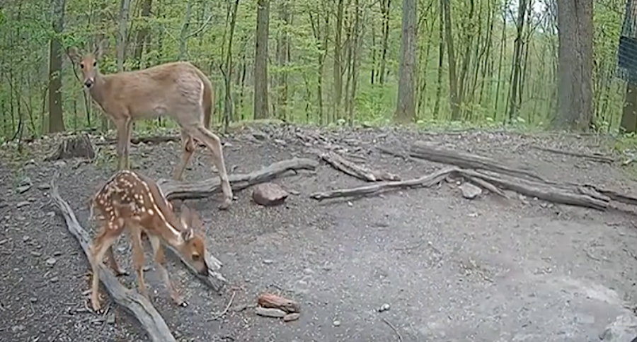 Newborn Fawn