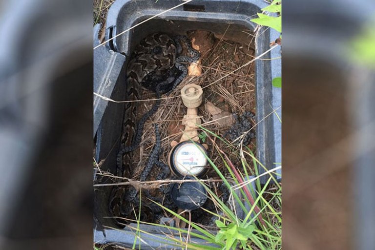 Rattlesnake Booby Trap Almost Sends This Guy to the Hospital Wide