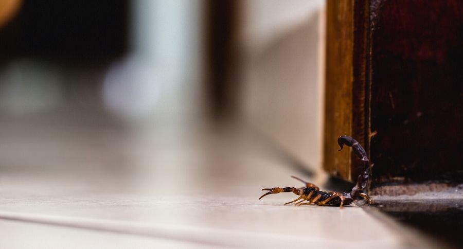 scorpion in house