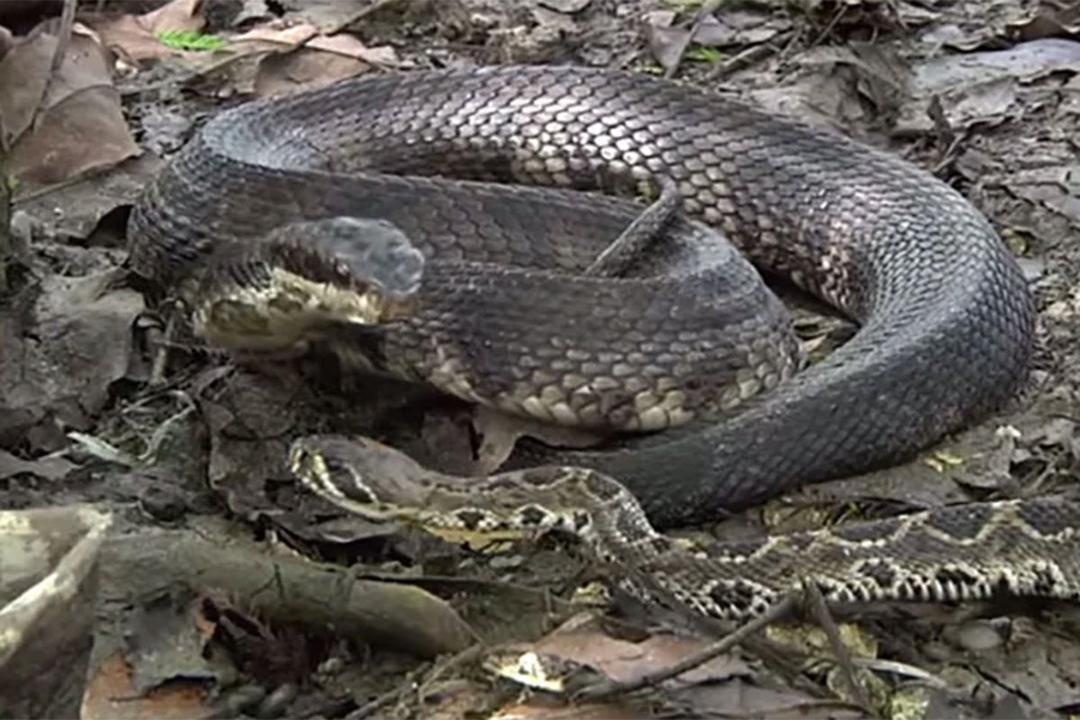Rattlesnake, Cottonmouth Face Off in a Battle of Nature's Nastiest