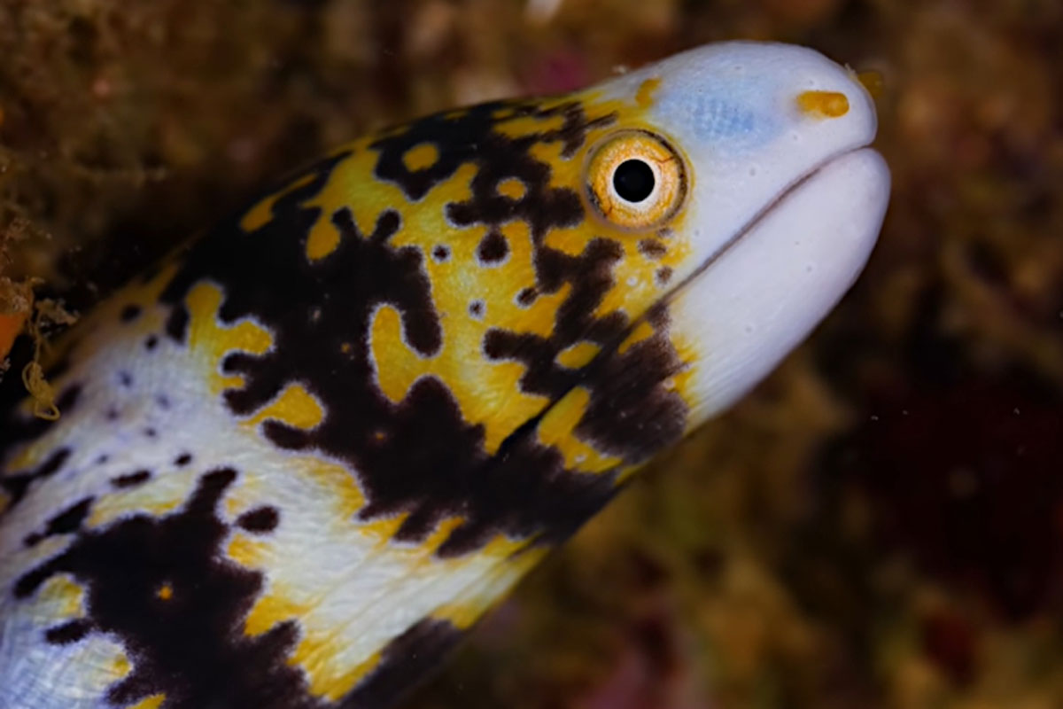 snowflake eel