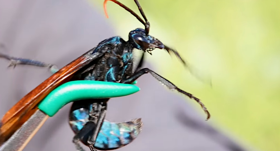 Tarantula Hawk