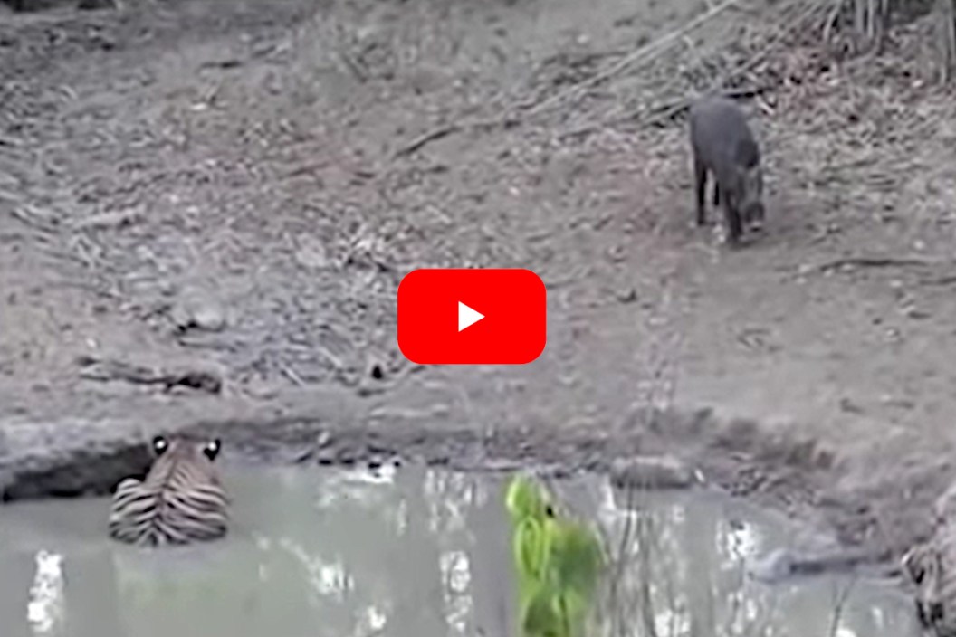 Tiger Kills Hog