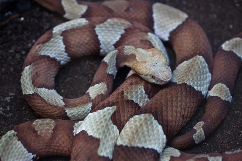 Venomous Snakes in Texas