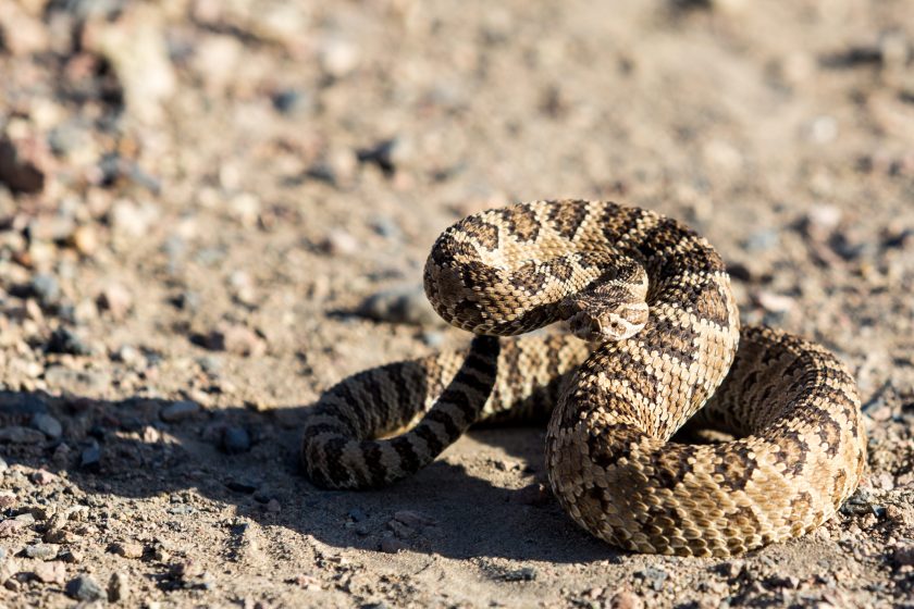 Venomous Snakes in Texas