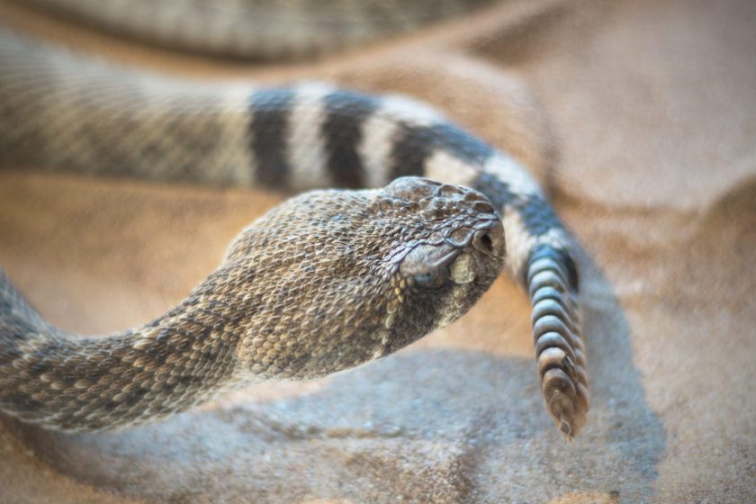 Venomous Snakes in Texas