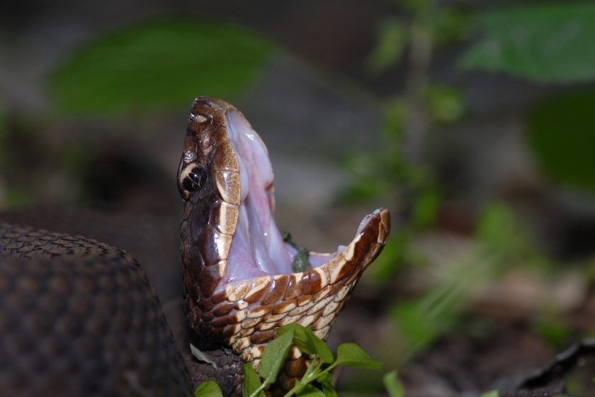 Venomous Snakes in Texas