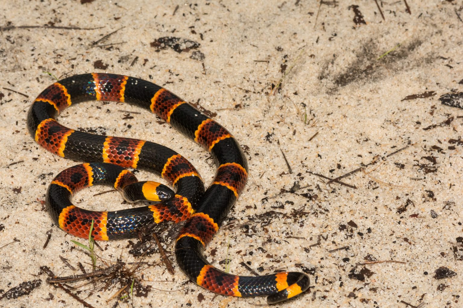 Snakes in Texas How to Identify Venomous Texas Snakes