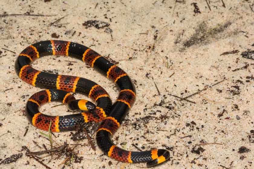 Venomous Snakes in Texas