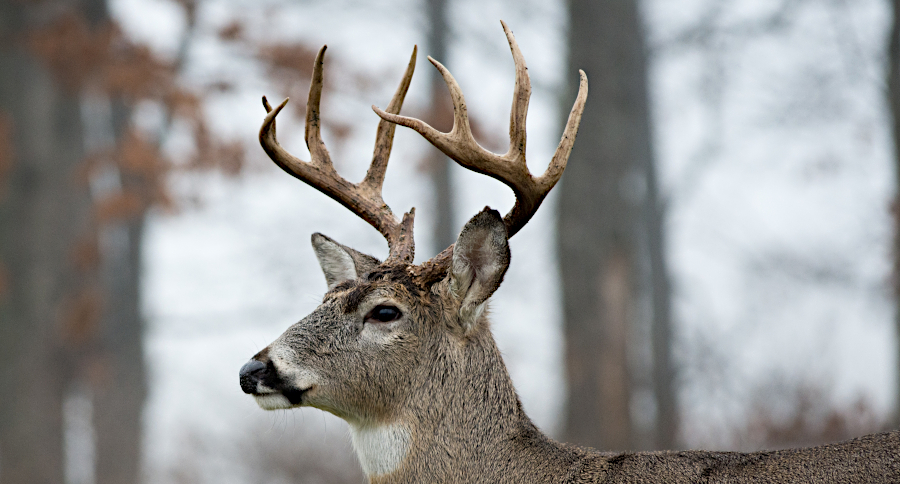 Wisconsin Deer Hunting Season