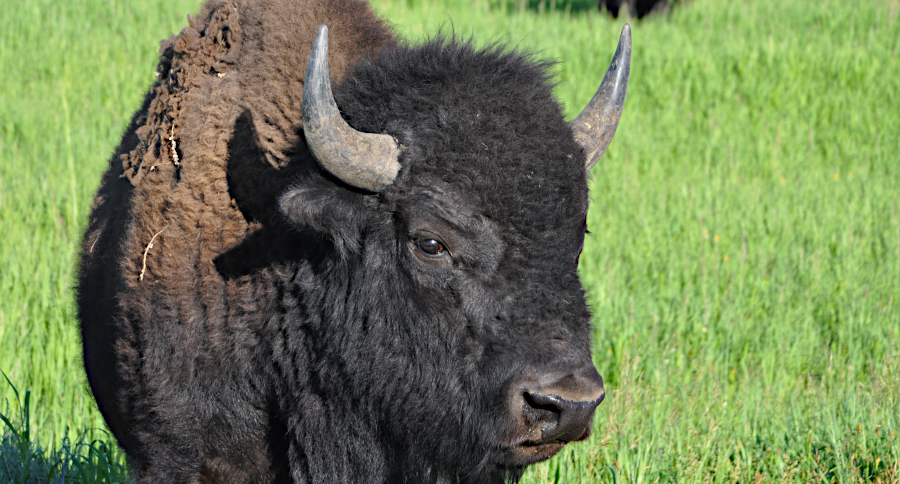 Yellowstone Bison Attack