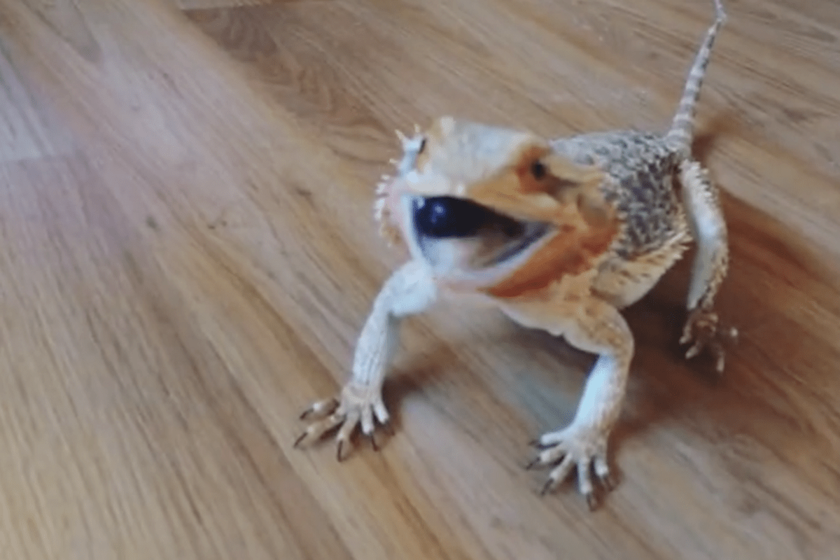 Bearded Dragon Eats Blueberries, And He Couldn't Be Cuter