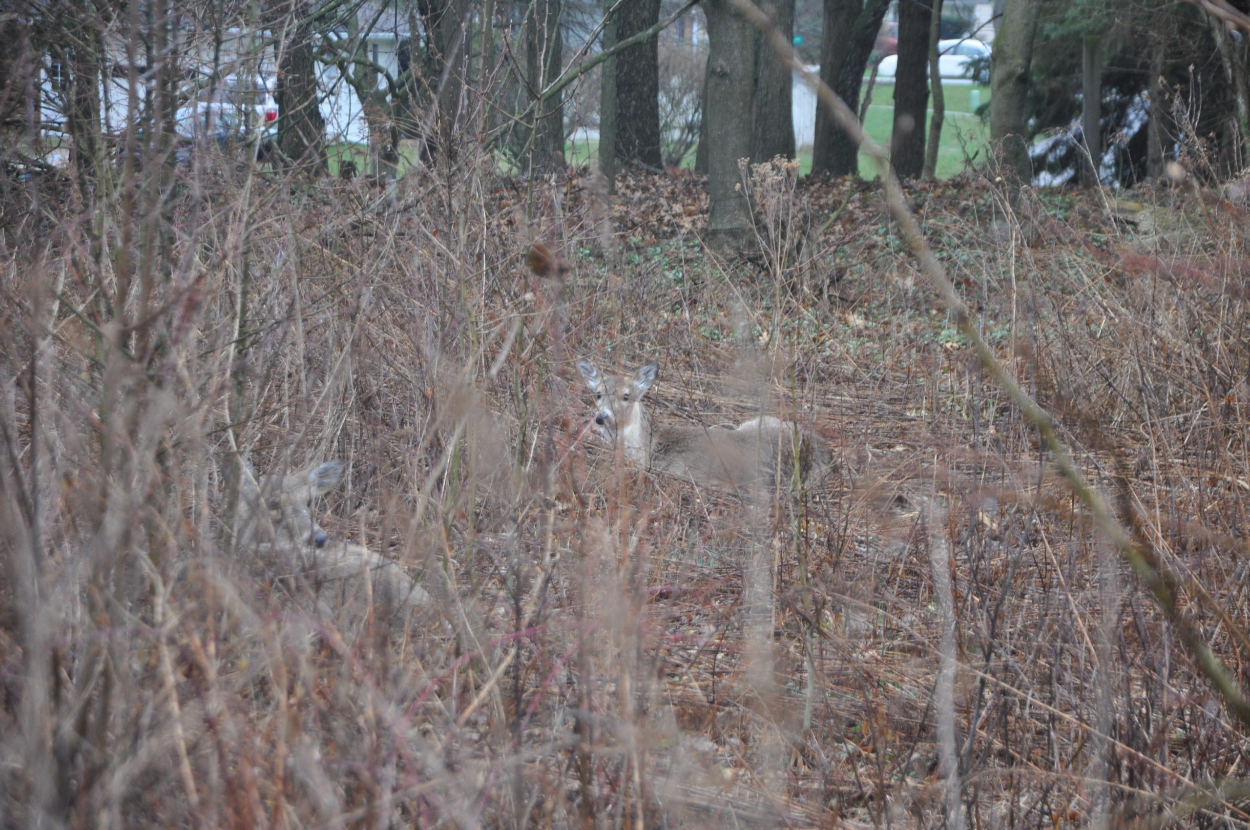 Scouting Before Deer Season