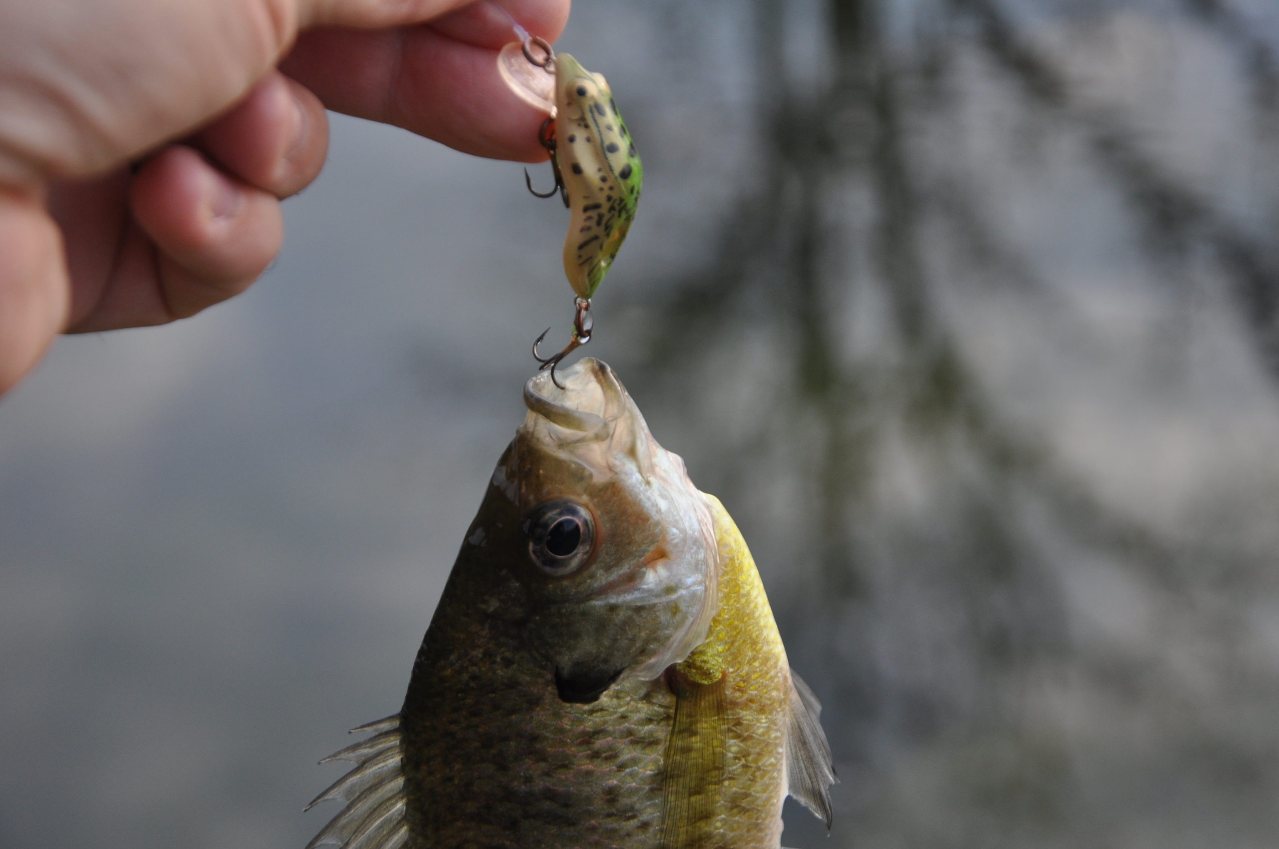 Artificial vs. Live Bait