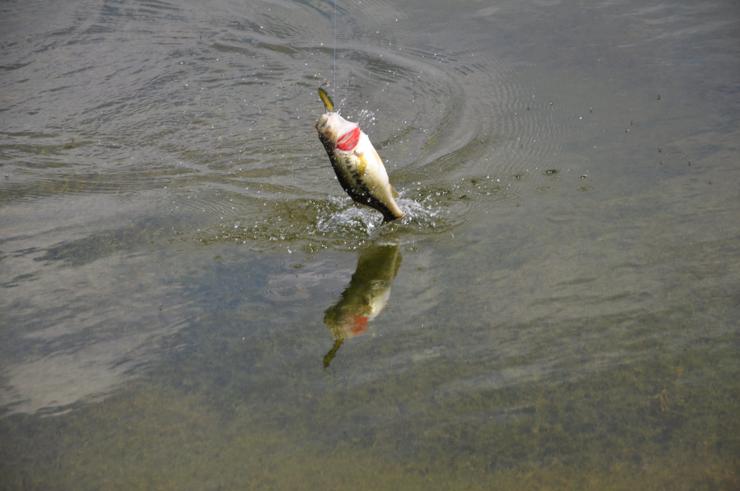 Artificial vs. Live Bait