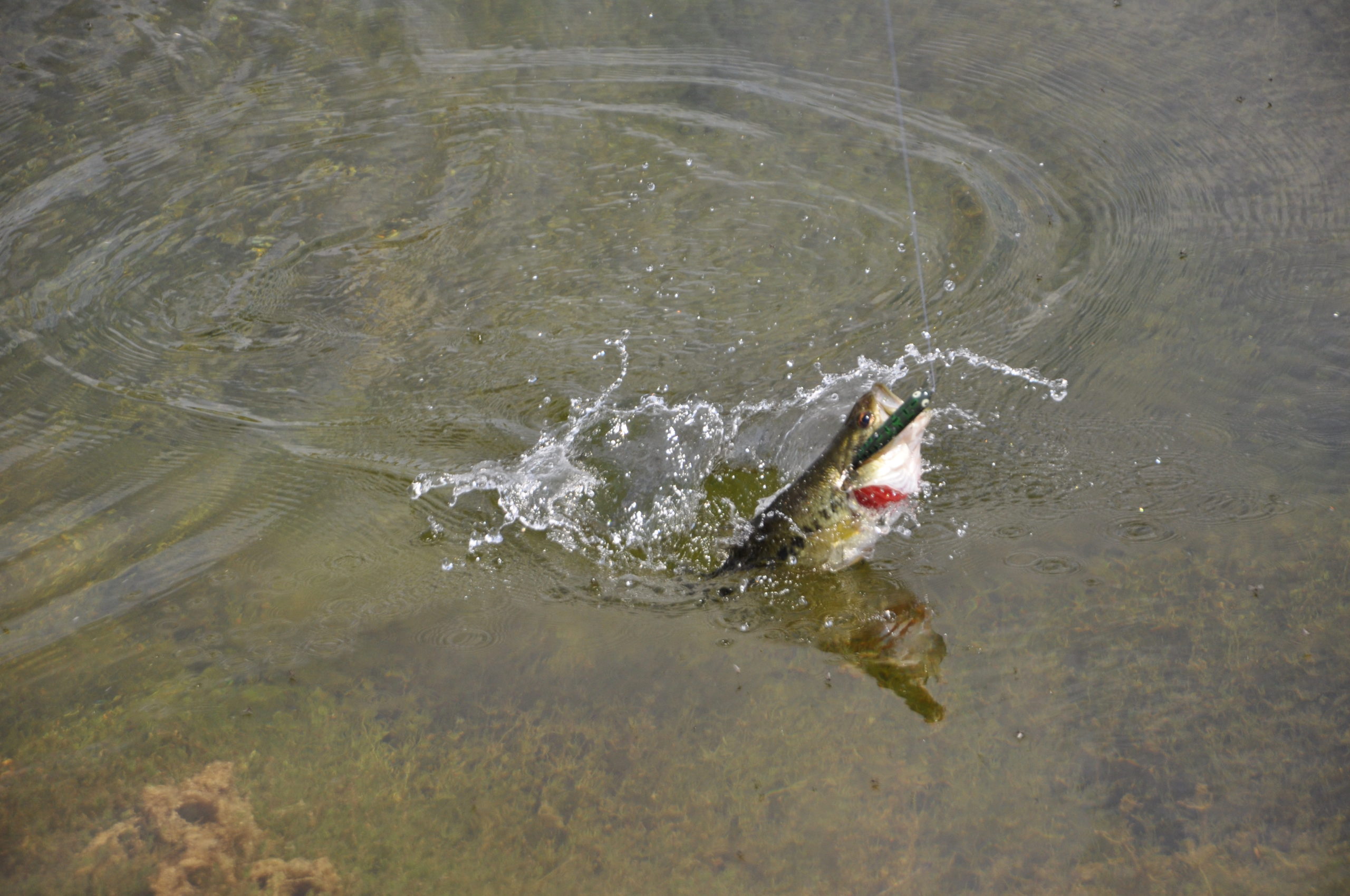 Largemouth vs Smallmouth