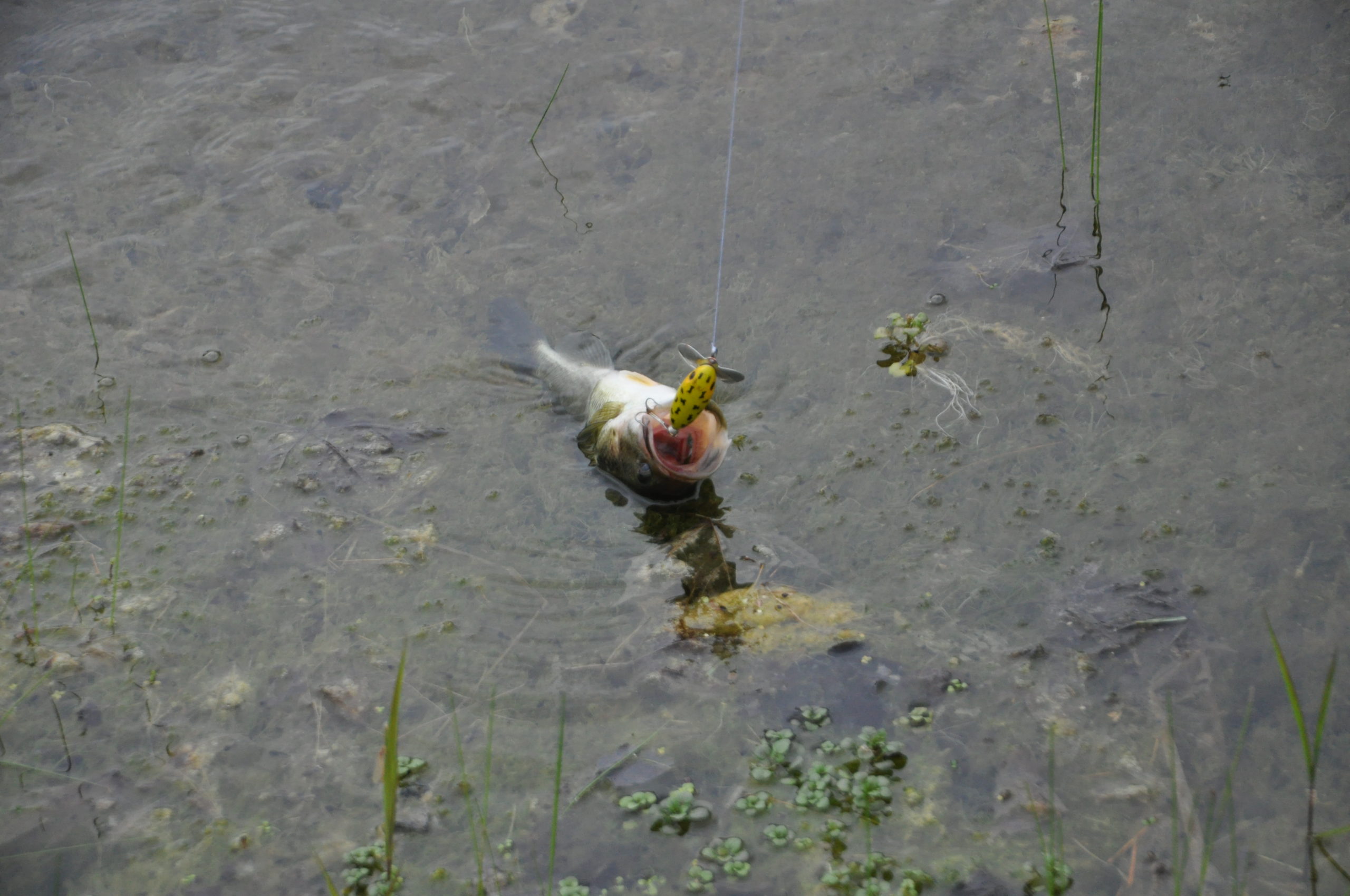 Artificial vs. Live Bait