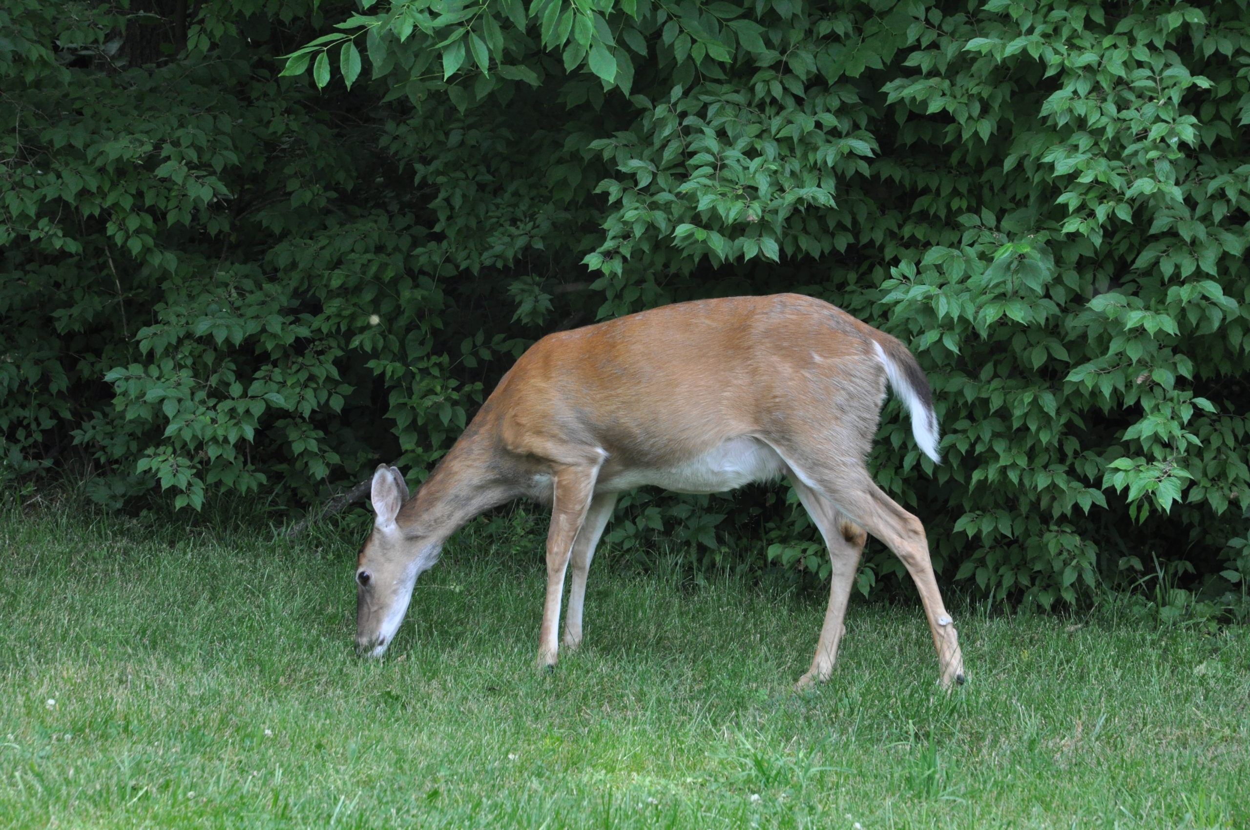 Scouting Before Deer Season