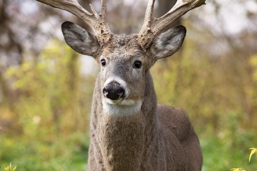 Whitetail deer buck in rut, alert in the forest. Autumn in Wisconsin