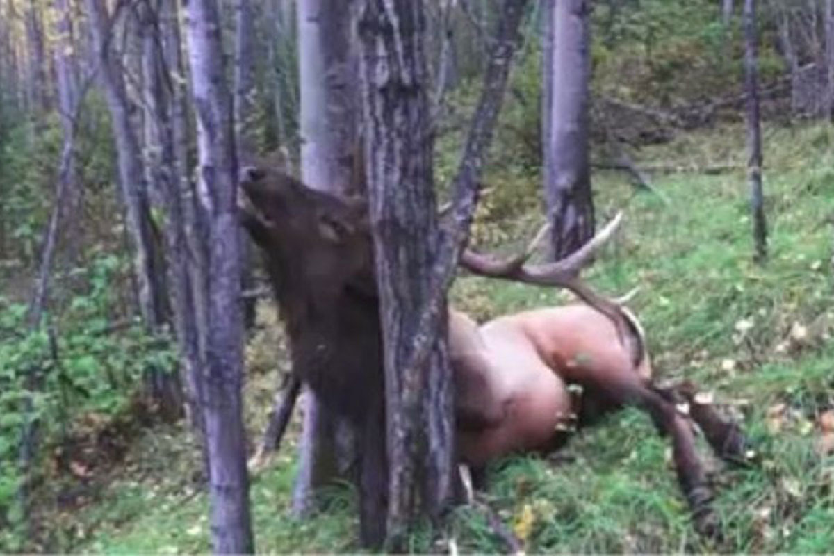 elk heart shot