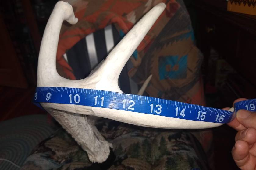 A blue measuring tape splayed out over an antler