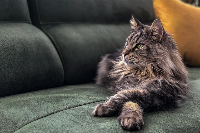 Maine Coon lays on couch