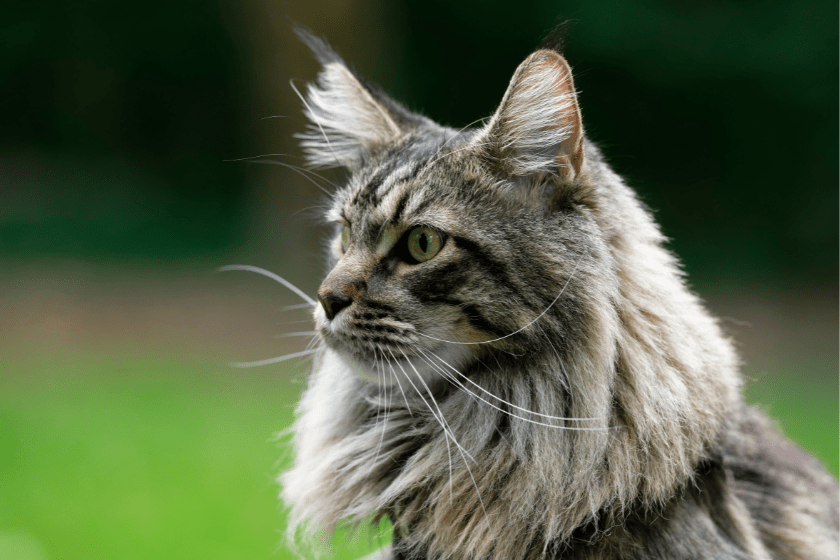 Maine Coon looks left in a field 