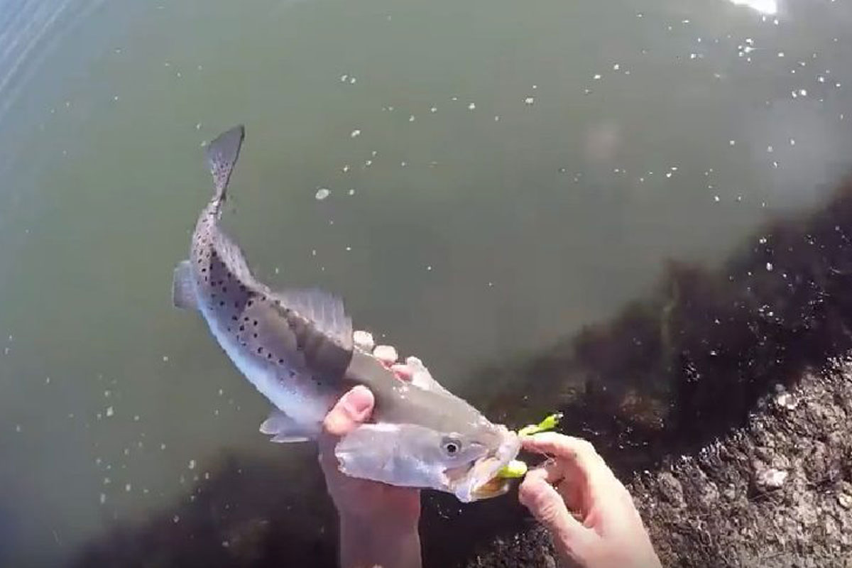 Poor Fishing Etiquette Leads to Frustrating Situation While the Bite is ...