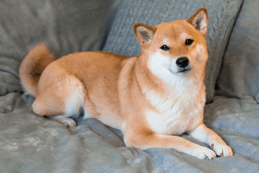 shiba inu dog