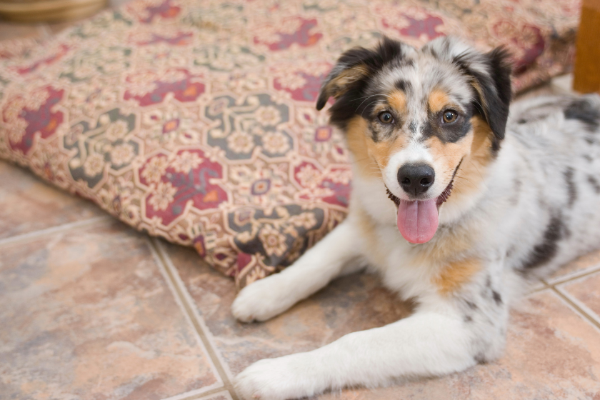 dog with merle coat pattern on rug