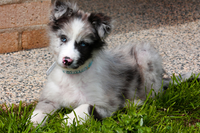 fluffy merle puppy