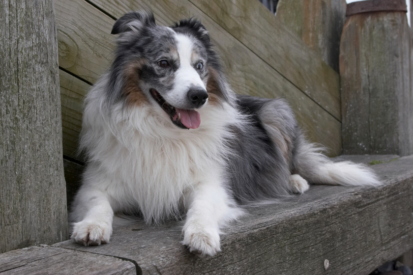 merle coat dog relaxing