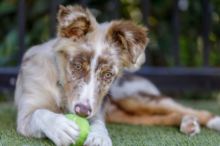 red merle young dog playing with tennis ball