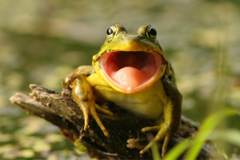 laughing amphibian
