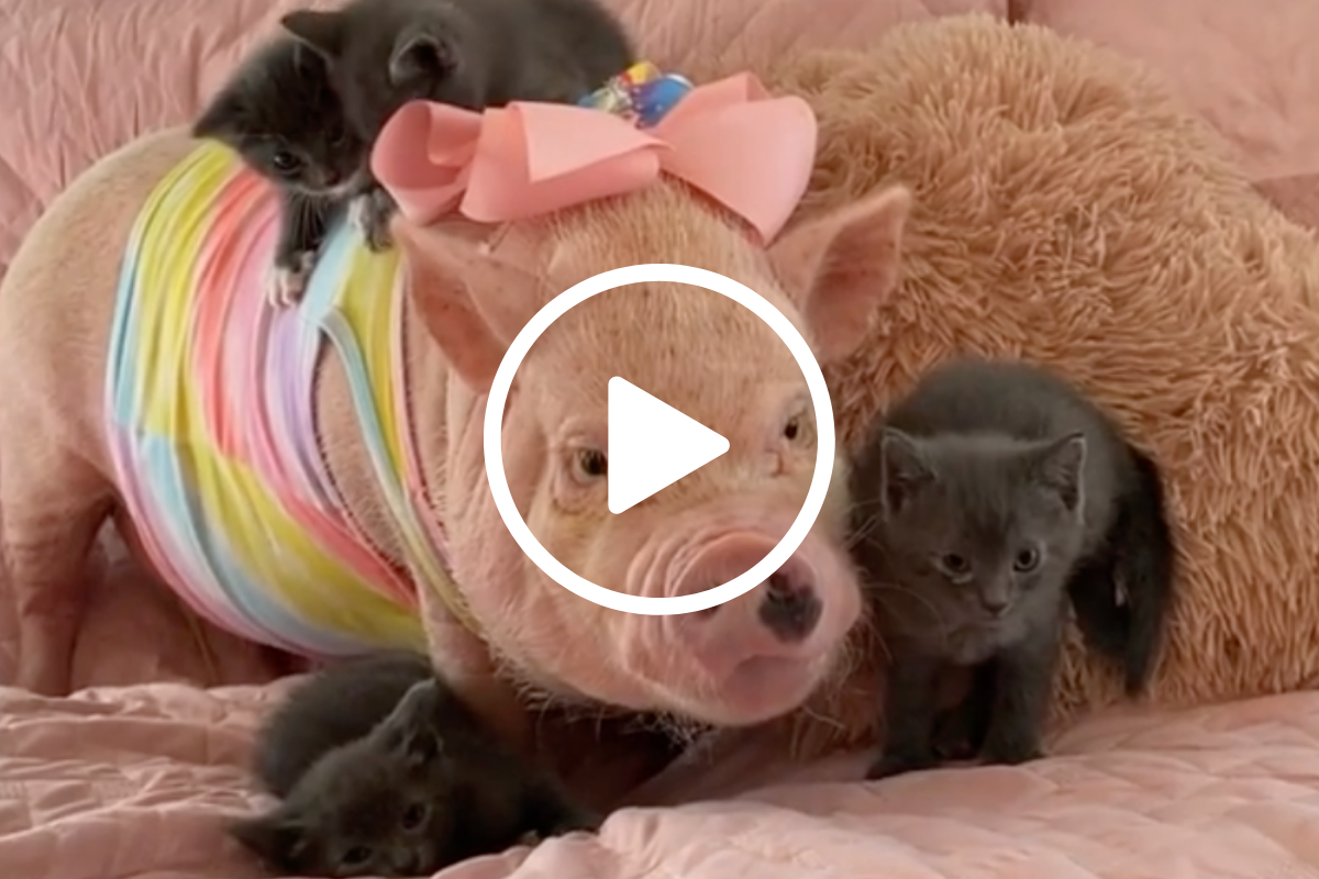 Priscilla and Poppleton Have the Best Pig Lives Ever