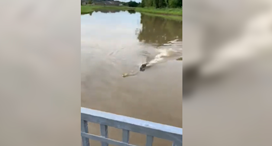 Alligator