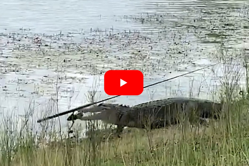 Alligator Fishing Rod