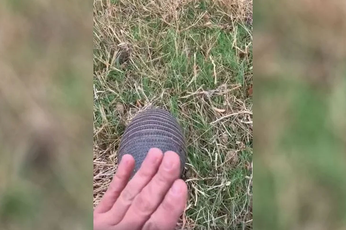 armadillo