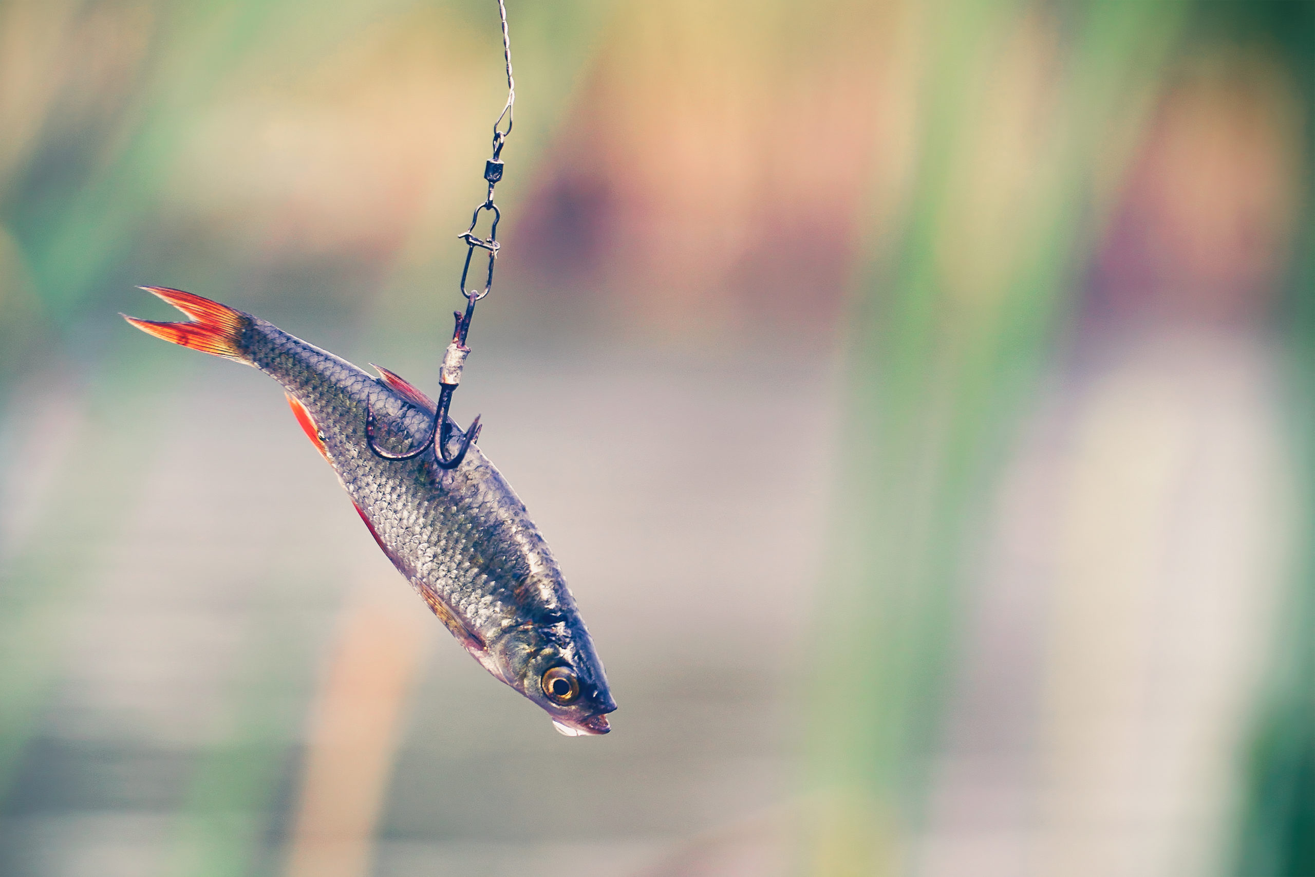 Artificial vs. Live Bait