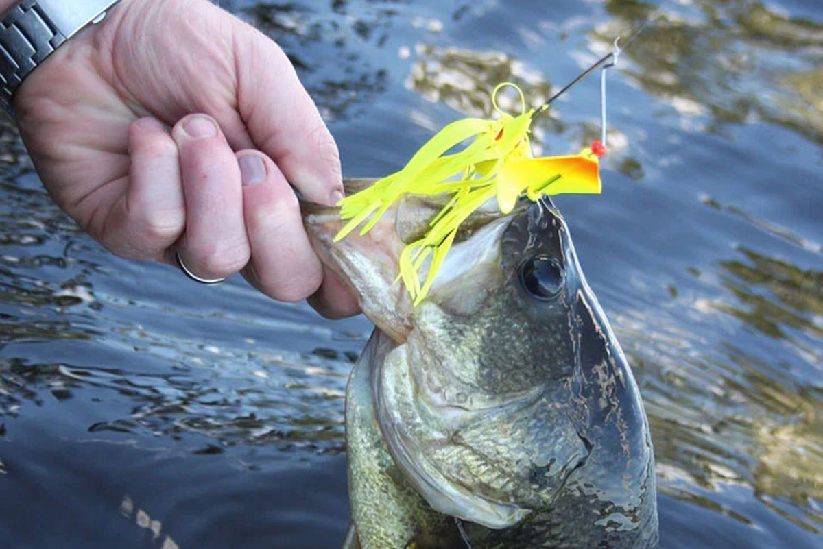 Top 5 Baits For October Bass Fishing!! 